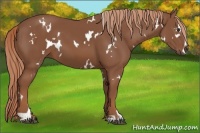 Horse Color:White Spotted Chestnut Sabino