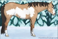 Horse Color:Bay Dun Frame 
