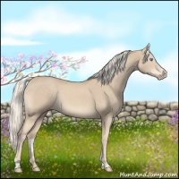 Horse Color:Cremello Sabino