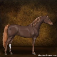 Horse Color:Liver Chestnut Sabino