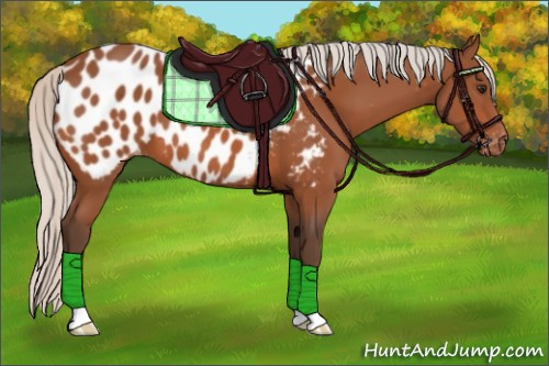 Horse Color:Silver Bay Appaloosa 