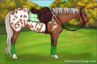 Horse Color:Silver Bay Appaloosa 