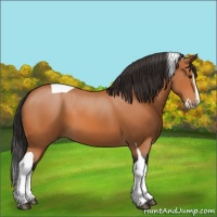 Horse Color:Bay Splash Tobiano 
