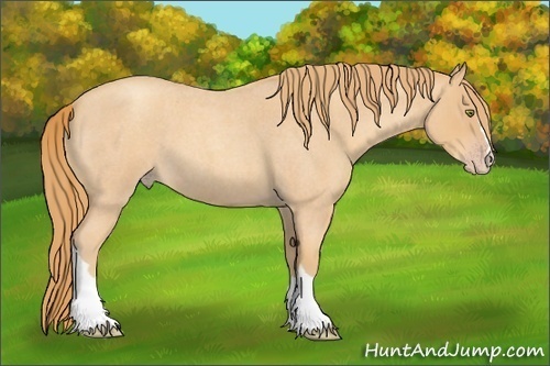Horse Color:Gold Champagne Roan