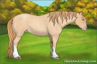 Horse Color:Gold Champagne Roan 