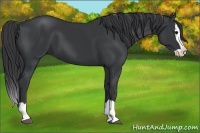 Horse Color:Black Splash