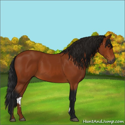 Horse Color:Gray Bay