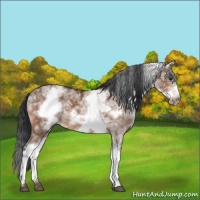 Horse Color:White Spotted Bay Ice Frame