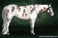 Horse Color:Bay Sabino 