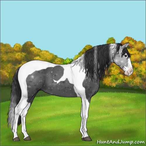Horse Color:Black Splash Tobiano