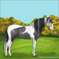 Horse Color:Black Splash Tobiano