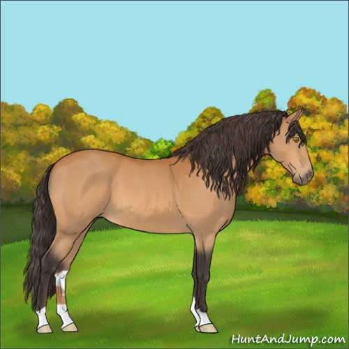 Horse Color:Buckskin 