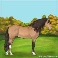 Horse Color:Buckskin 