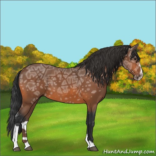 Horse Color:Bay Ice Sabino