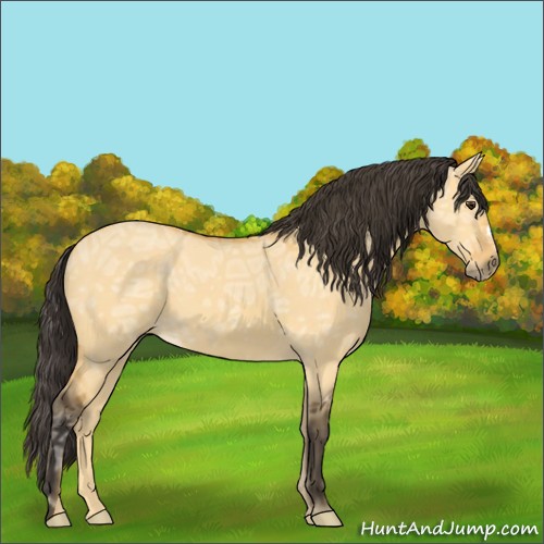 Horse Color:Buckskin Ice Dun 
