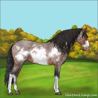 Horse Color:Bay Ice Roan Frame 