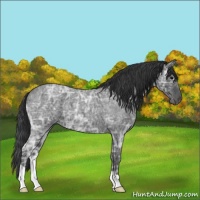 Horse Color:Blue Ice Roan 
