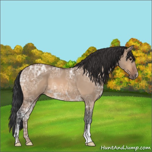 Horse Color:Bay Ice Dun