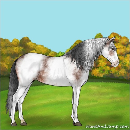 Horse Color:White Spotted Bay Ice