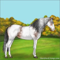 Horse Color:White Spotted Bay Ice 