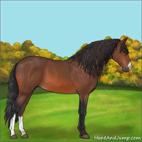 Horse Color:Bay 