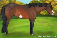 Horse Color:Bay Frame 