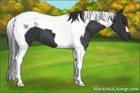 Horse Color:Black Tobiano 