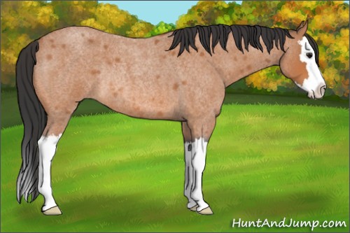 Horse Color:Bay Roan Splash Rabicano 