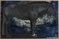 Horse Color:Black and Gray Black