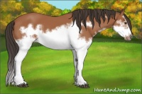 Horse Color:Bay Splash Frame 