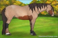 Horse Color:Bay Rabicano  and Amber Champagne Rabicano 