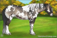 Horse Color:White Spotted Blue Onyx 