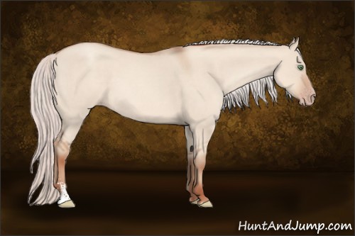 Horse Color:Silver Classic Champagne Roan Dun Sabino 