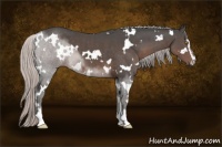 Horse Color:White Spotted Silver Black Sabino 