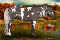 Horse Color:White Spotted Silver Black 