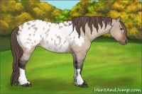 Horse Color:Bay Dun Appaloosa 