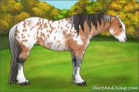 Horse Color:White Spotted Bay Roan Near Leopard 