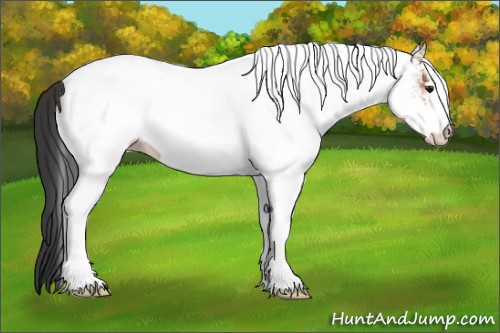 Horse Color:White Spotted Bay 