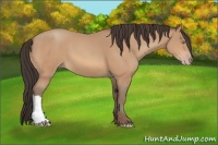 Horse Color:Amber Champagne 