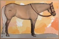 Horse Color:Silver Bay Dun 