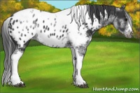 Horse Color:White Spotted Black Splash Tobiano Frame Appaloosa