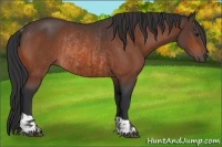 Horse Color:Bay Rabicano and Bay Rabicano