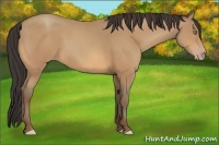 Horse Color:Amber Champagne 