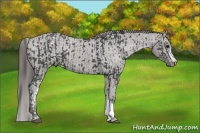 Horse Color:Black Varnish  and Grullo Varnish 