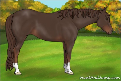 Horse Color:Liver Chestnut