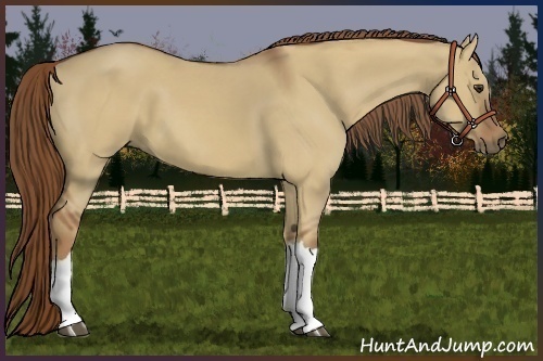 Horse Color:Red Dun 