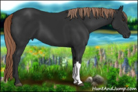 Horse Color:Liver Chestnut 