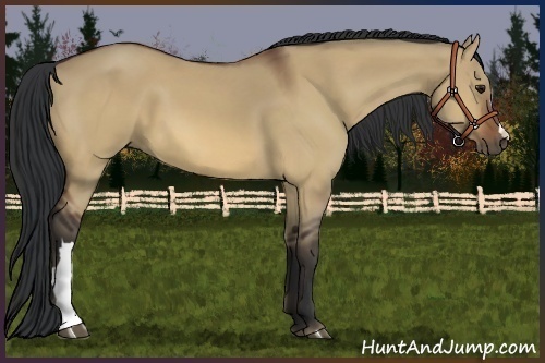 Horse Color:Bay Dun 
