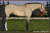 Horse Color:Bay Dun