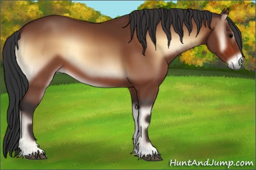 Horse Color:Bay Onyx 